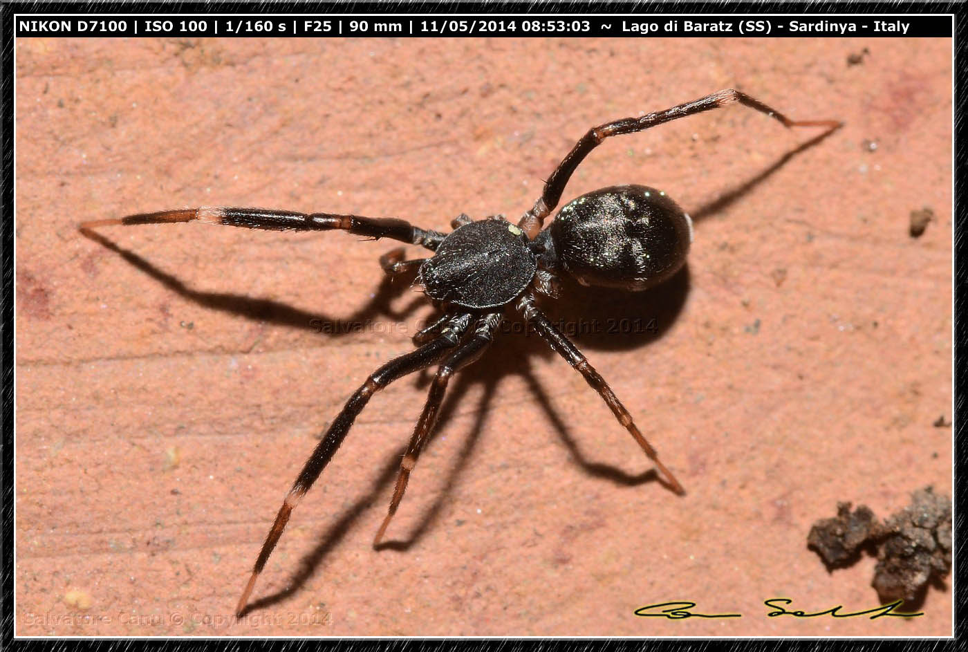 Liophrurillus flavitarsis (malconcio) da Baratz (SS)